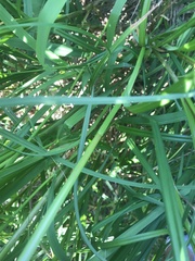Carex trichocarpa