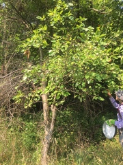 Malus