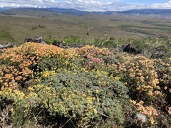 Eriogonum thymoides