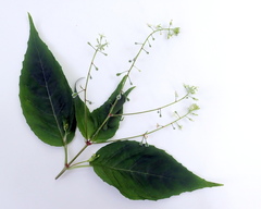 Circaea canadensis