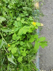 Chelidonium majus