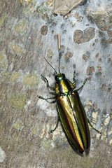Chrysochroa fulgidissima