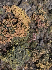 Eriogonum thymoides
