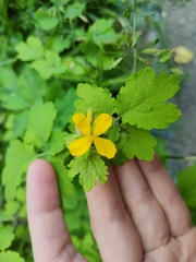 Chelidonium majus