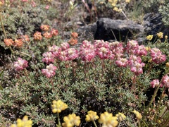 Eriogonum thymoides