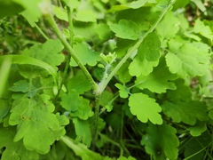 Chelidonium majus
