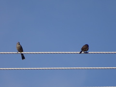 Emberiza capensis cinnamomea
