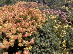Eriogonum thymoides