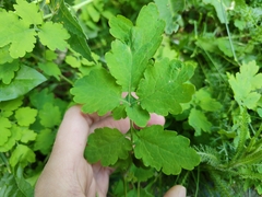 Chelidonium majus