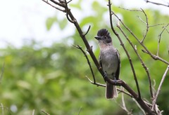 Rose-Throated Becard photo 4