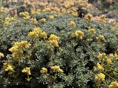 Eriogonum thymoides