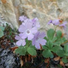 Primula marginata