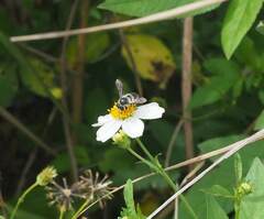Megachile igniscopata