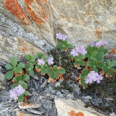 Primula marginata