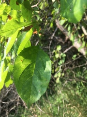 Malus