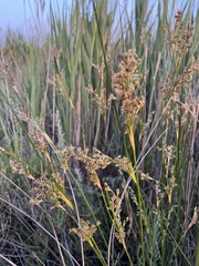 Juncus maritimus