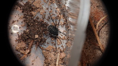 Nemastomatidae