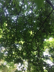Crataegus