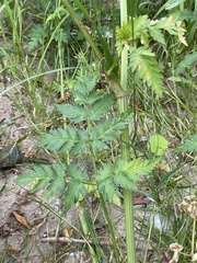 Cicuta virosa