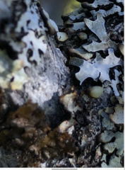 Tuckermanopsis platyphylla