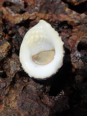 Nerita albicilla