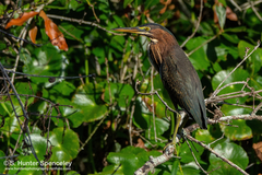 Butorides virescens image