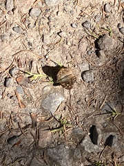 Pararge aegeria tircis