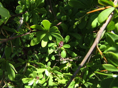 Berberis wilsoniae