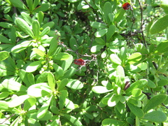 Berberis wilsoniae