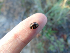 Calligrapha aeneovittata