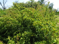 Berberis wilsoniae