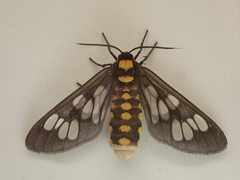 Eressa confinis