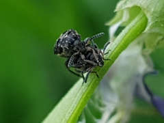 Bruchus atomarius