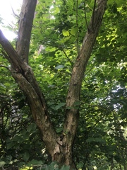 Crataegus