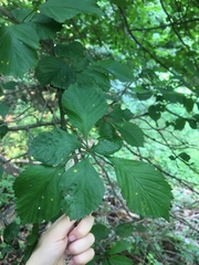 Crataegus