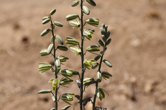 Albuca glauca