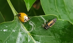Harmonia axyridis