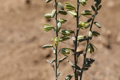 Albuca glauca