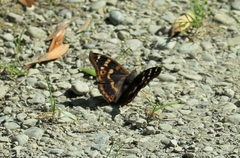 Apatura ilia clytie