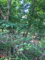 Crataegus