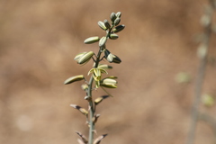 Albuca glauca