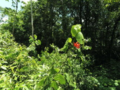 Malvaviscus concinnus