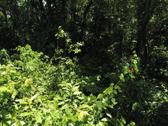 Malvaviscus concinnus