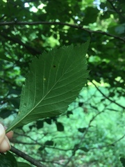 Crataegus