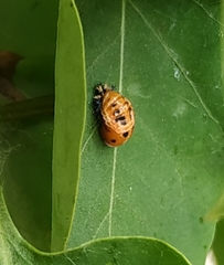 Harmonia axyridis