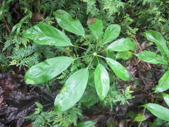 Heptapleurum elliptifoliolum