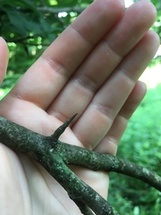 Crataegus