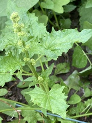 Chenopodiastrum simplex