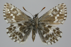 Pyrgus centaureae