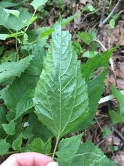 Ageratina altissima